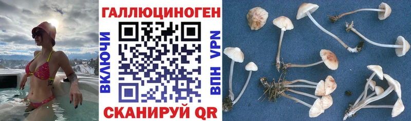 купить  сайты  Серов  Псилоцибиновые грибы GOLDEN TEACHER 